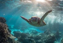 19 destinatii cu cele mai bune scufundari din lume