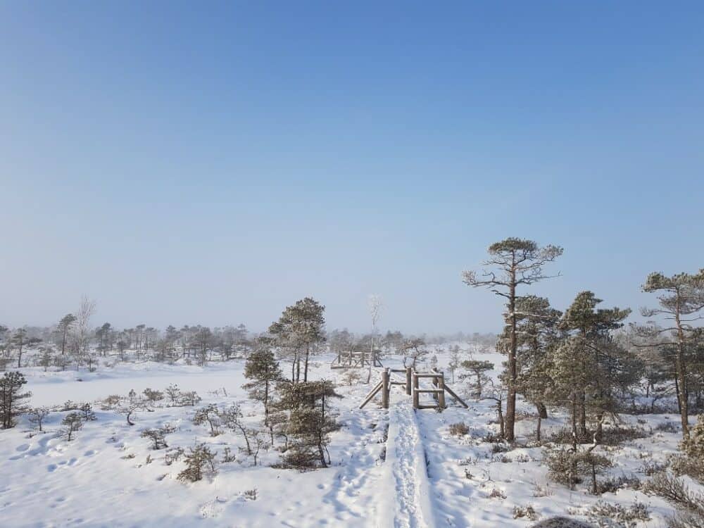 Kemeri Great Bog Winter
