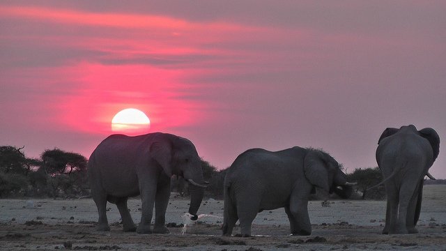 Nxai Pan
