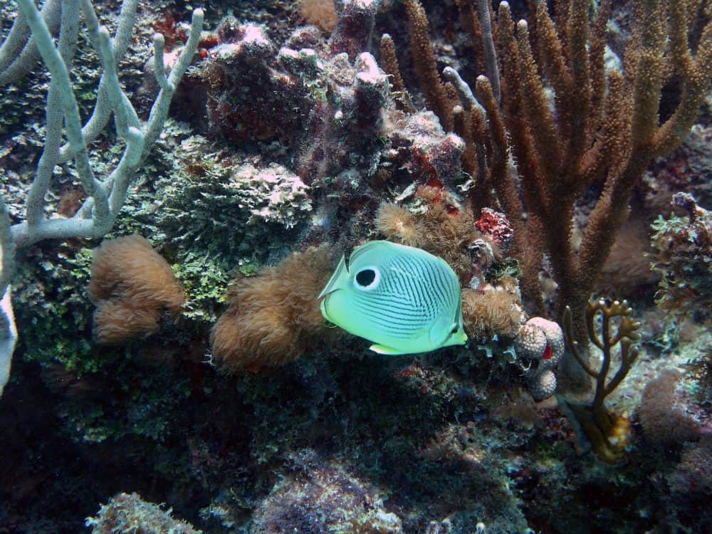 La Parguera Nature Reserve