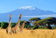 Top 15 cele mai frumoase locuri de vizitat in Kenya