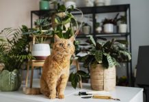 8 plante de apartament periculoase pentru caini si pisici